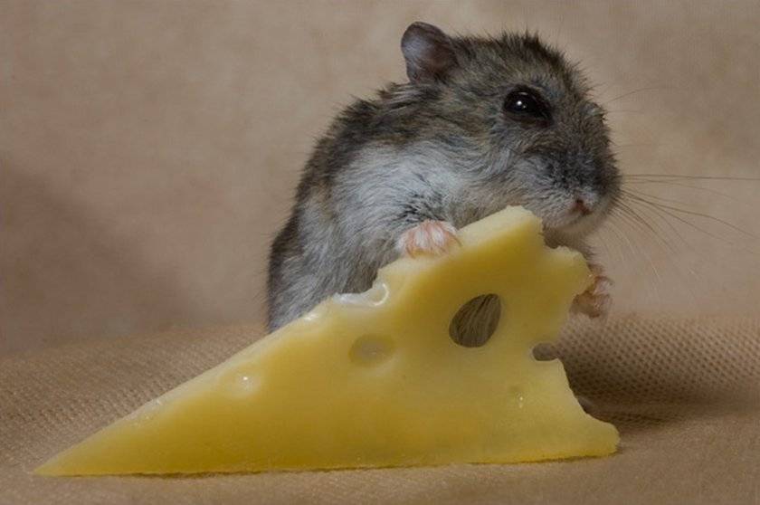 Выбираем приманку для мышей – обзор самых привлекательных угощений для грызунов