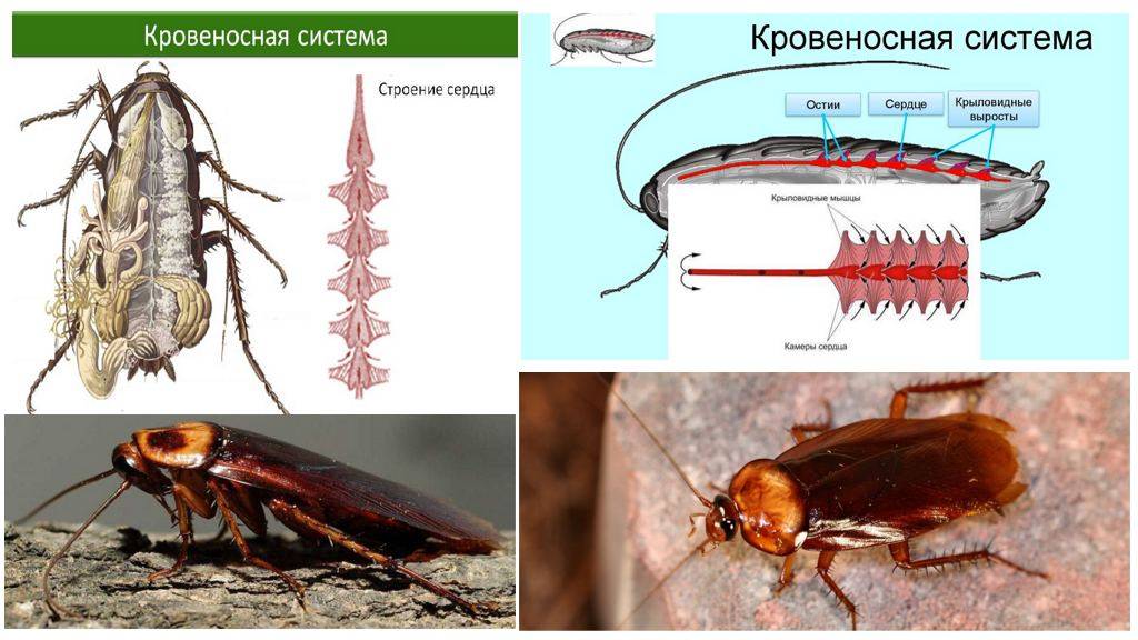 Тараканы: описание и строение насекомого, как выглядит на фото, виды, среда обитания, особенности питания и размножения русский фермер