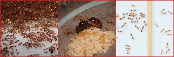 Как избавиться от рыжих муравьёв в квартире?
