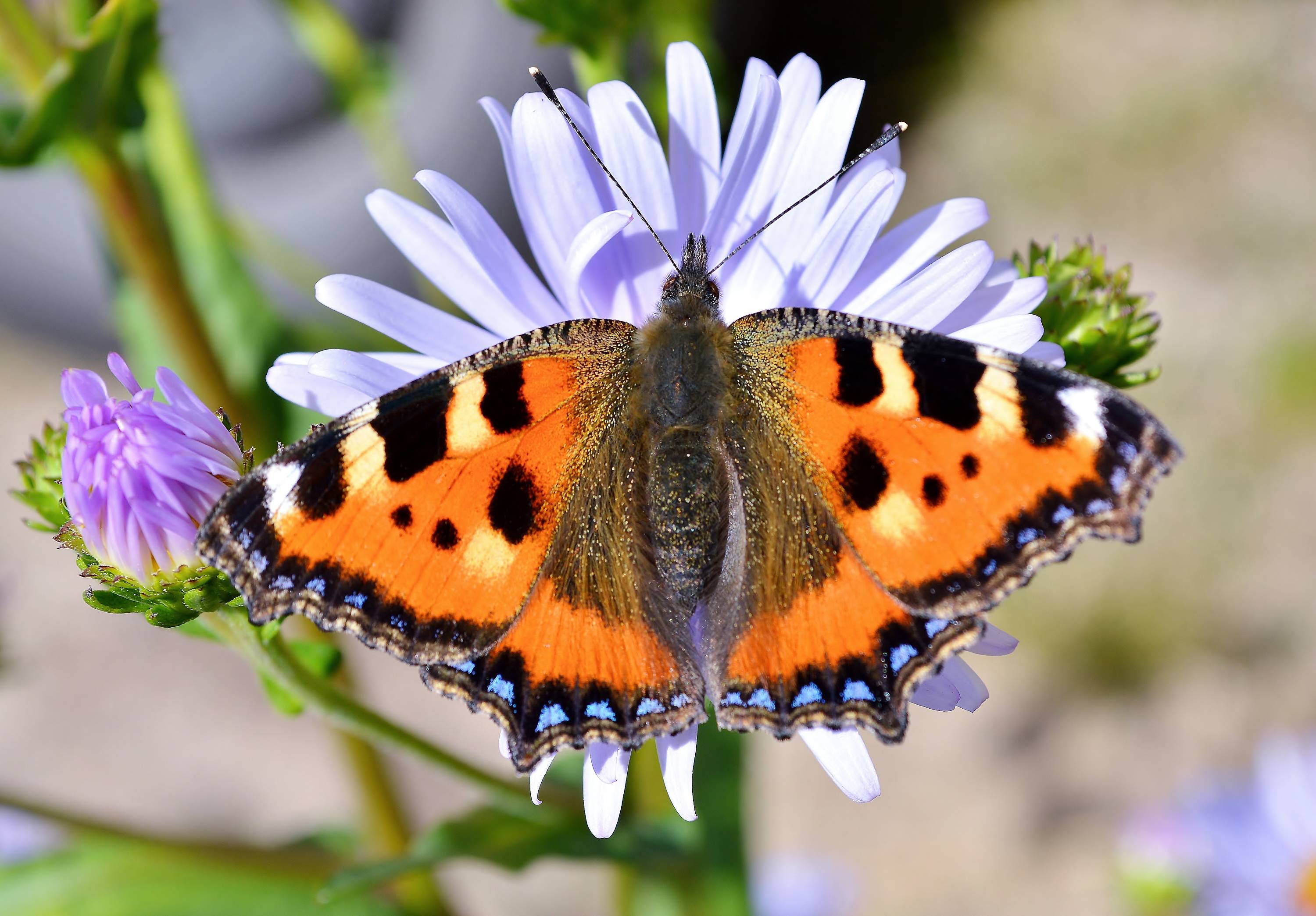 Бабочка крапивница – яркие насекомые, которых можно встретить в своем саду