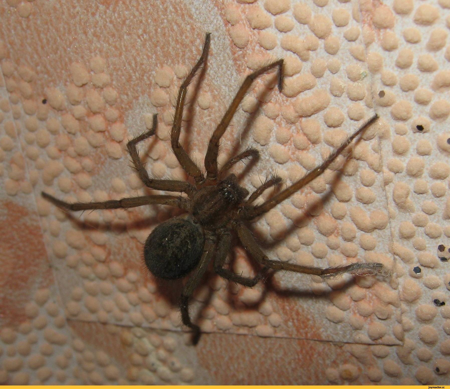 Откуда и почему в доме или квартире много пауков