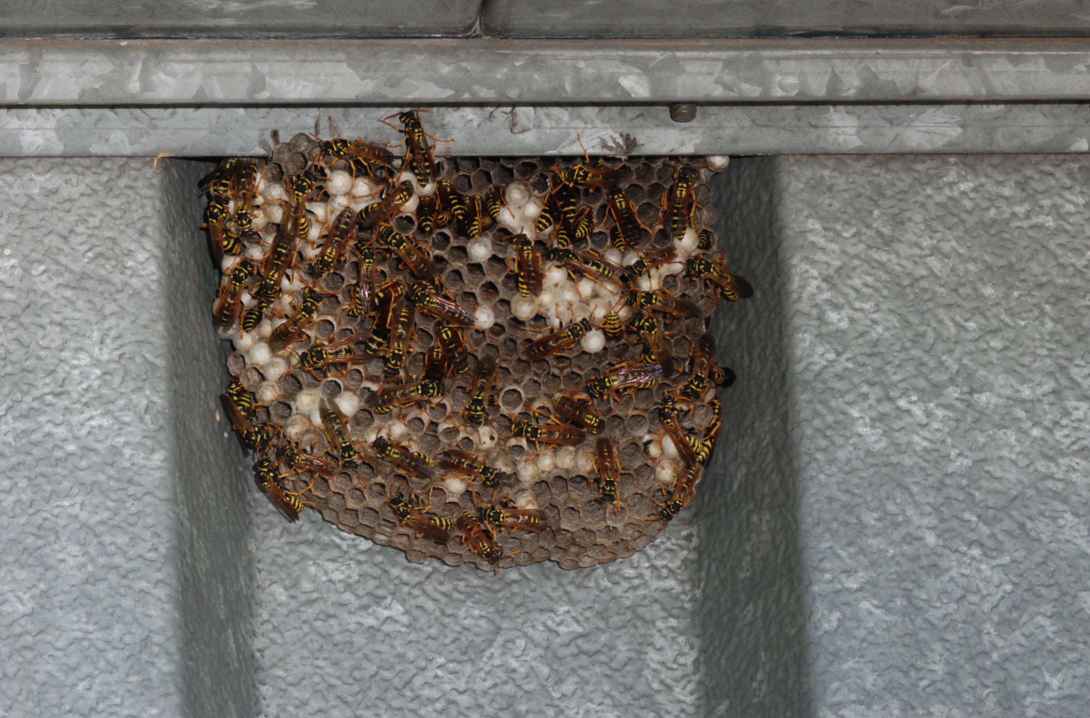 Чего боятся пчелы как от них избавиться. Осиное гнездо осы на чердаке. Шершениное гнездо. Гнездо шершней на балконе. Осиное гнездо Зимовальное.