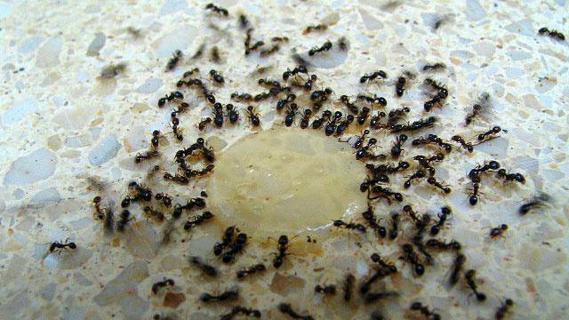 Как бороться с муравьями в теплице: химические и народные средства