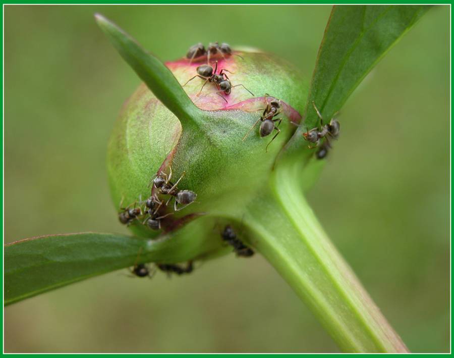 О борьбе с муравьями на пионах: как защитить цветы народными средствами