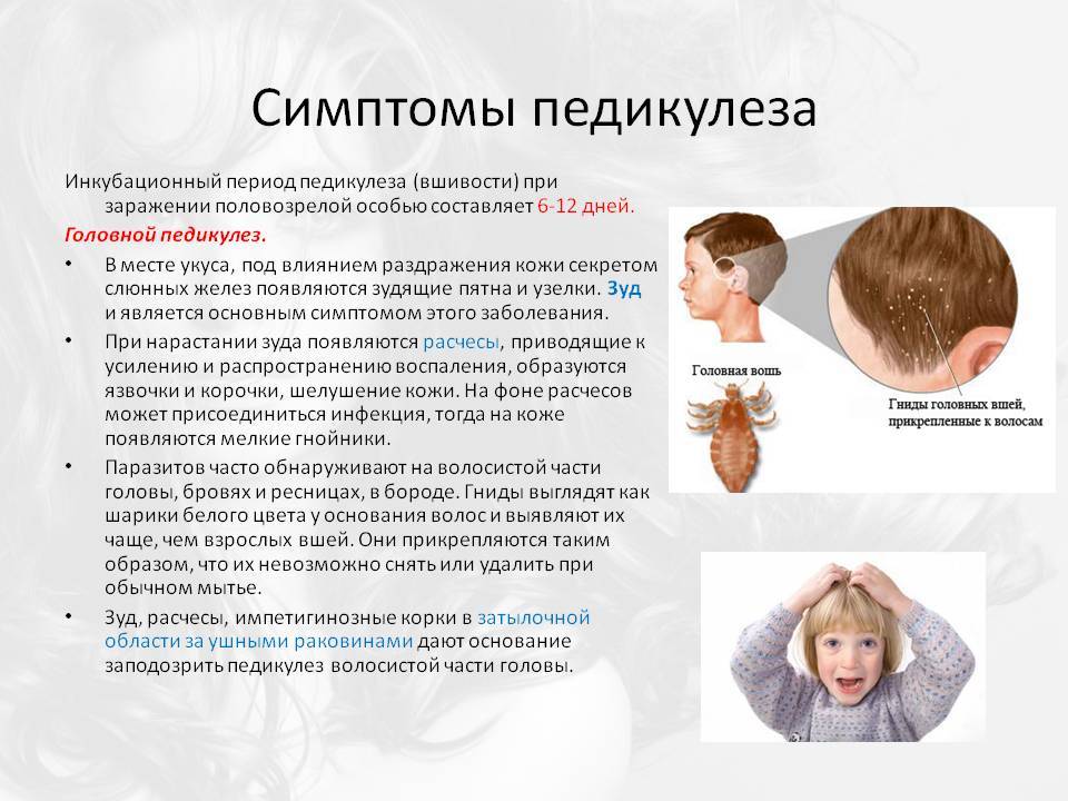 Чем опасны вши для человека на голове: переносимые вшами заболевания и вред от насекомых