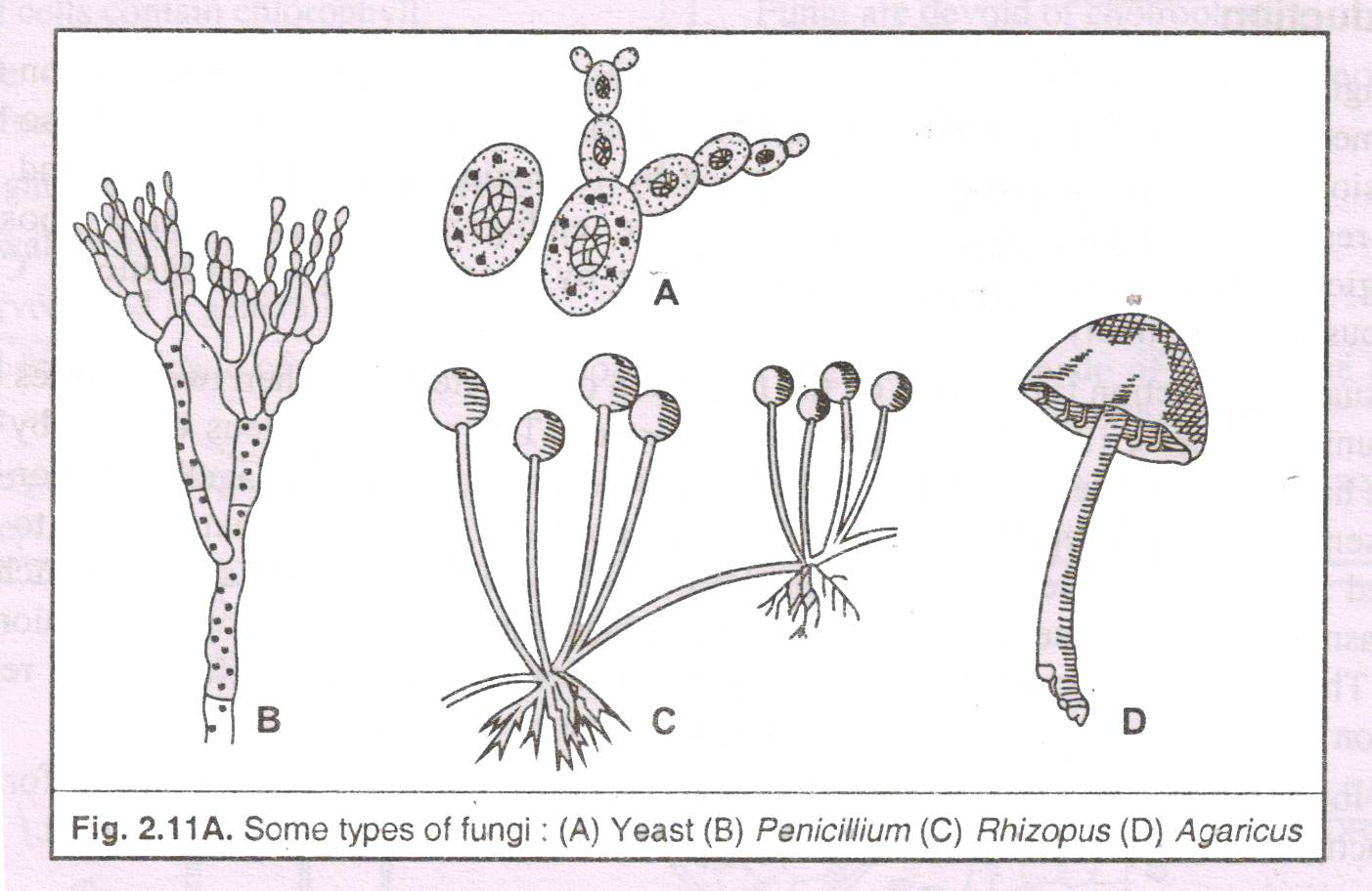 Сходства мукора и пеницилла