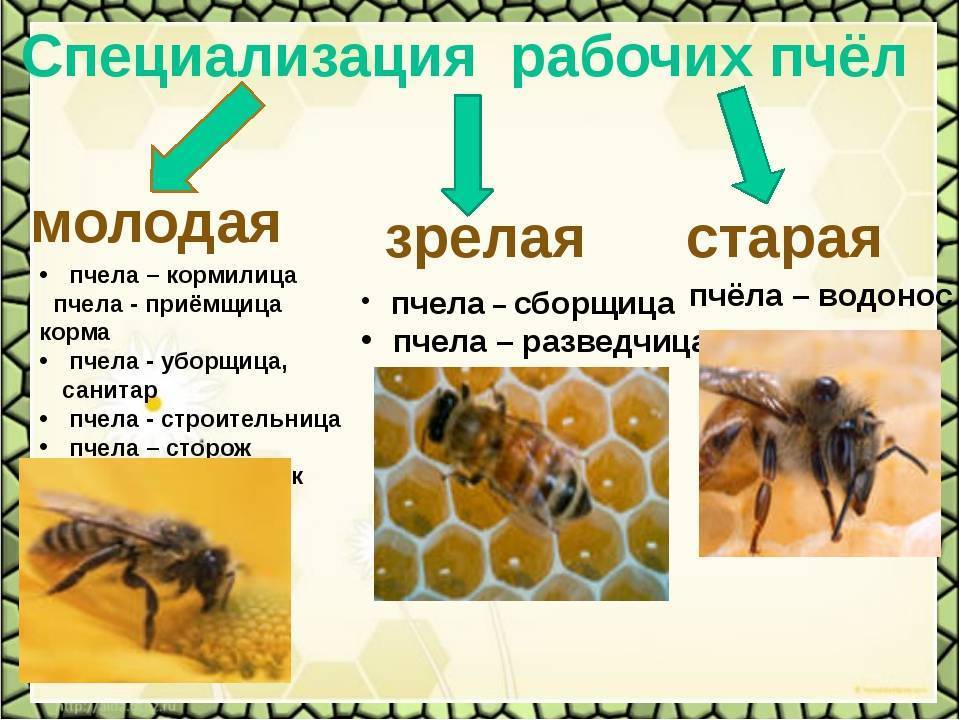 Жизнь пчелиной семьи зимой - хлебопечка.ру