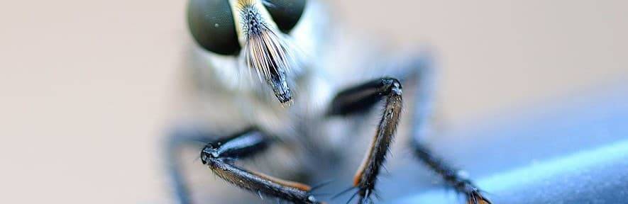 Почему мухи потирают лапки. зачем муха потирает лапки?