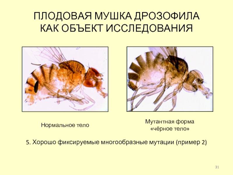 Муха дрозофила и ее роль в науке