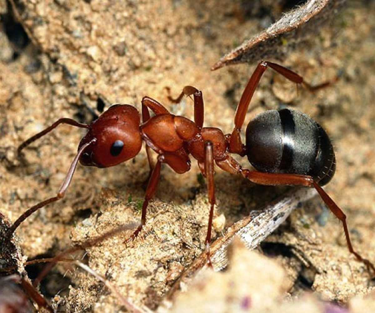 К чему снятся муравьи. сонники про муравьев во сне женщины