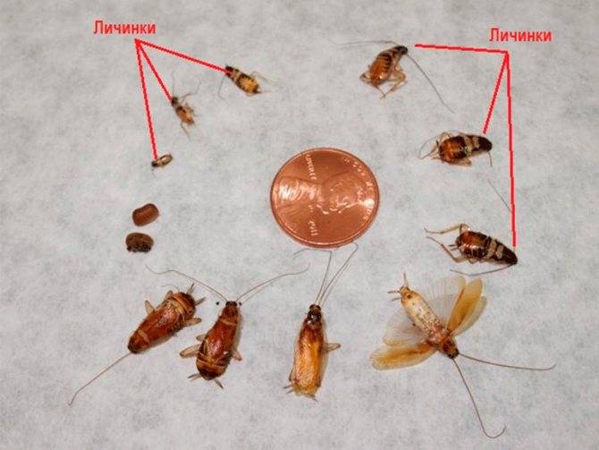 Сколько живут домашние тараканы – этапы развития