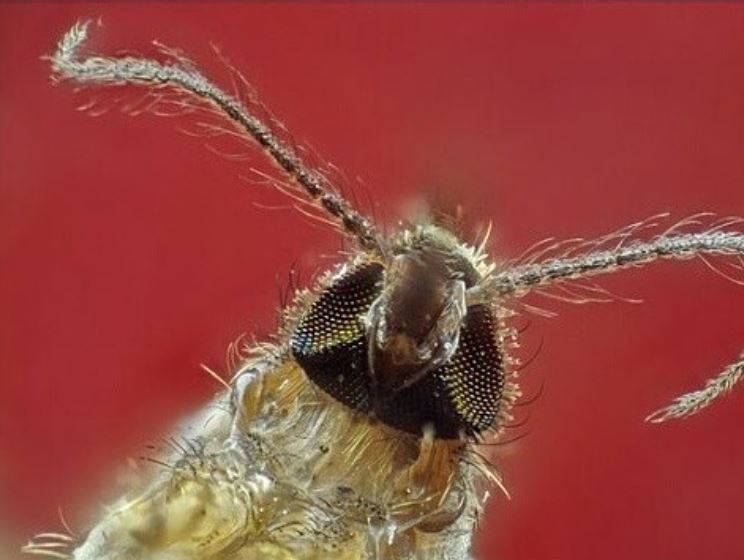Описание и фото комаров разных видов