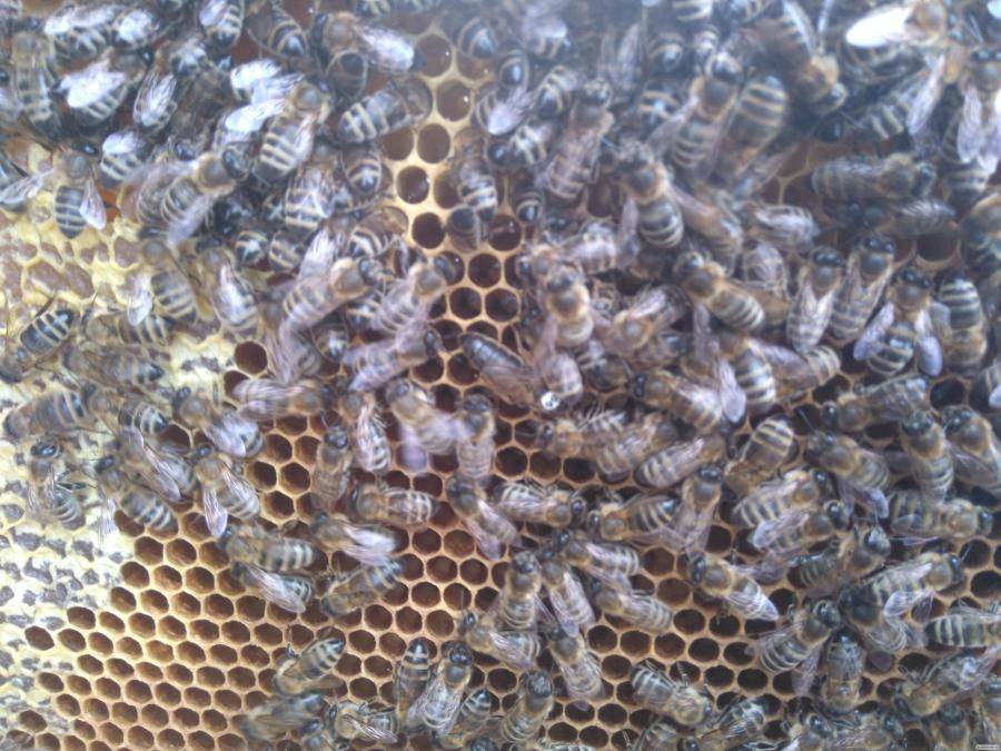 Породы и виды пчел