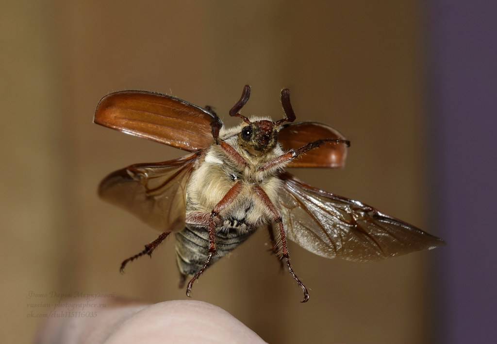 Крылатые тараканы: виды летающих прусаков