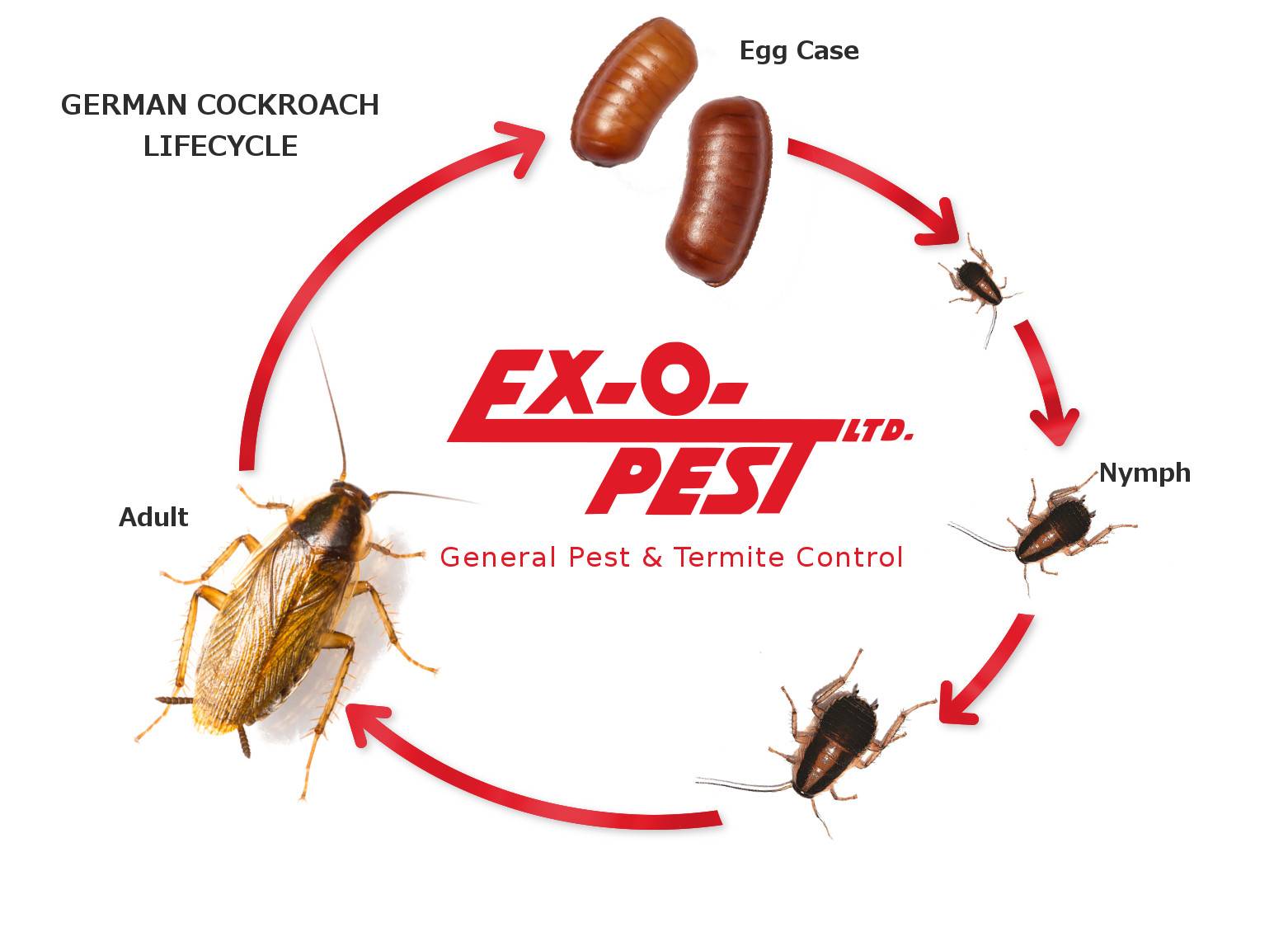 Как быстро растут тараканы рыжие