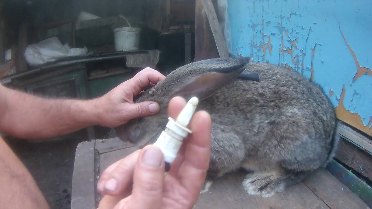 Лечение ушного клеща у кроликов, народные средства и медикаменты