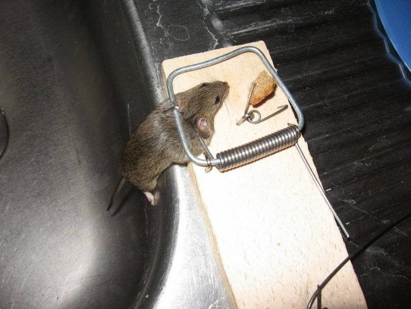 Избавляемся от мышей в гараже