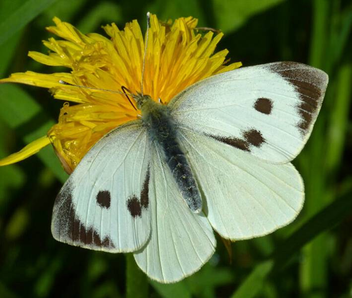 Бабочка капустница- как выглядит, чем опасна, как избавиться от гусеницы