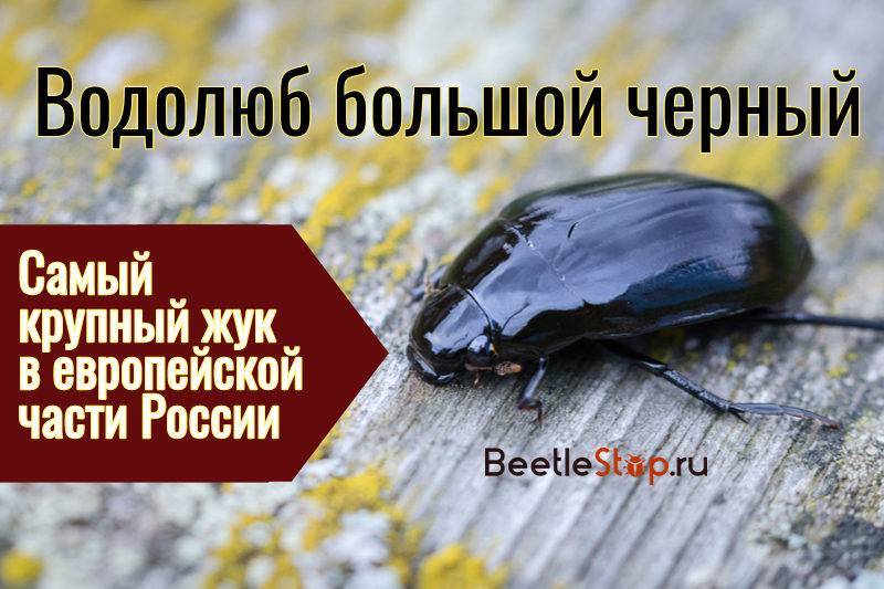 Плавунец жук насекомое. описание, особенности, виды, образ жизни и среда обитания плавунца | живность.ру