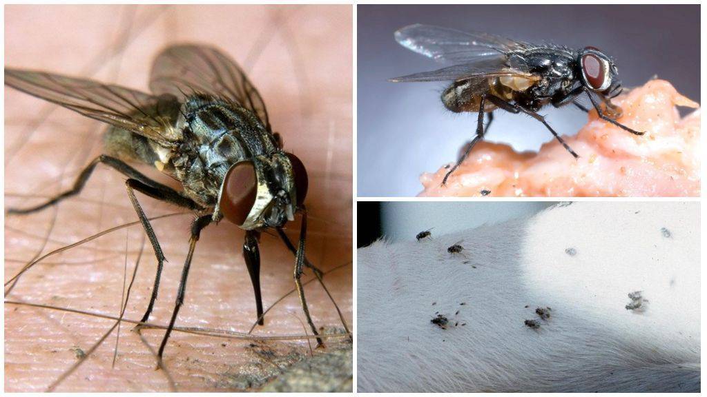 Почему мухи садятся на человека