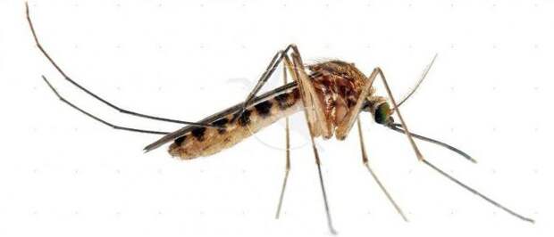 Когда пропадают комары и где они прячутся зимой