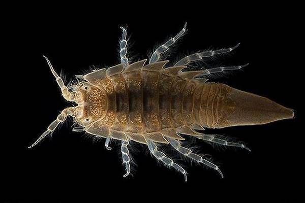 Морской таракан: среда обитания, строение, интересные факты