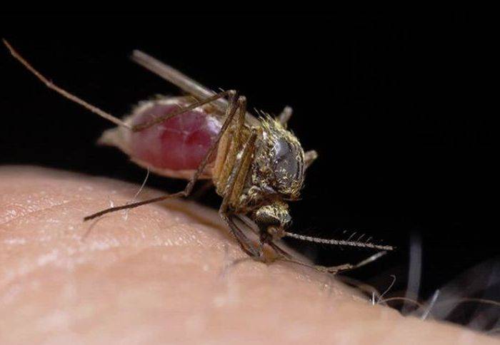 Можно ли заразиться гепатитом c через комаров, может ли комар переносить гепатит | s-voi.ru