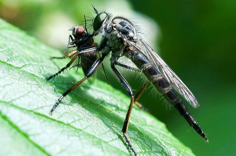 Самая большая муха в мире: невероятные размеры обычного насекомого