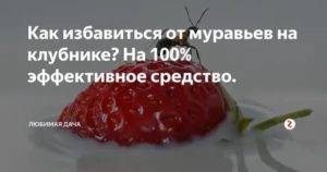 ✅ о способах и средствах борьбы с муравьями на клубнике: народные рецепты - tehnomir32.ru