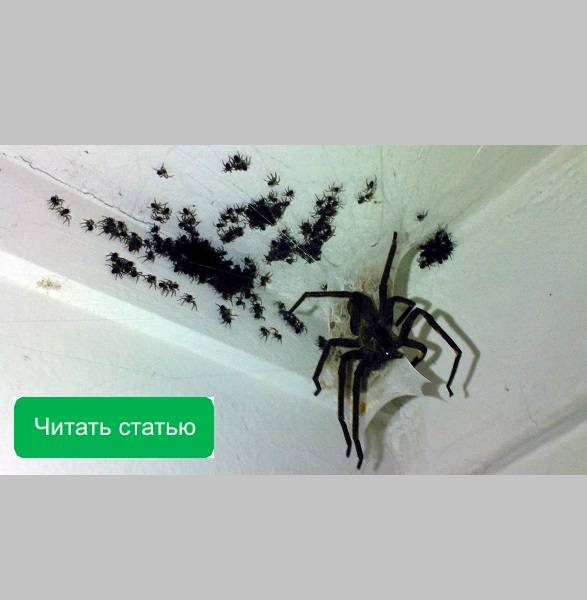 Как избавиться от пауков навсегда: народные средства, химия.