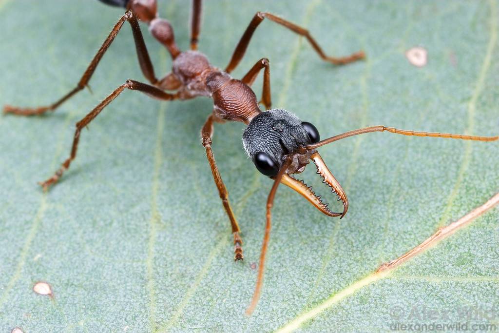 Виды муравьев — строение и описание