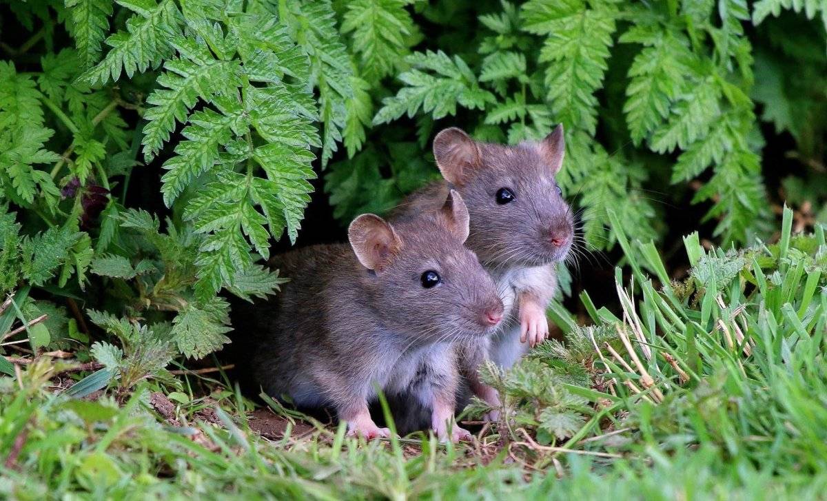 Чем питается мышь природе (поле, лес) и в частном доме или в квартире?