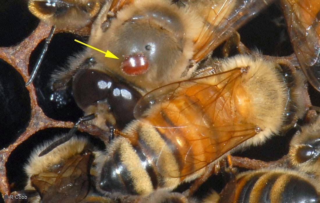 Способы обработки пчел от клеща, когда и чем лучше обрабатывать | признаки, лечение и диагностика вгкб № 2