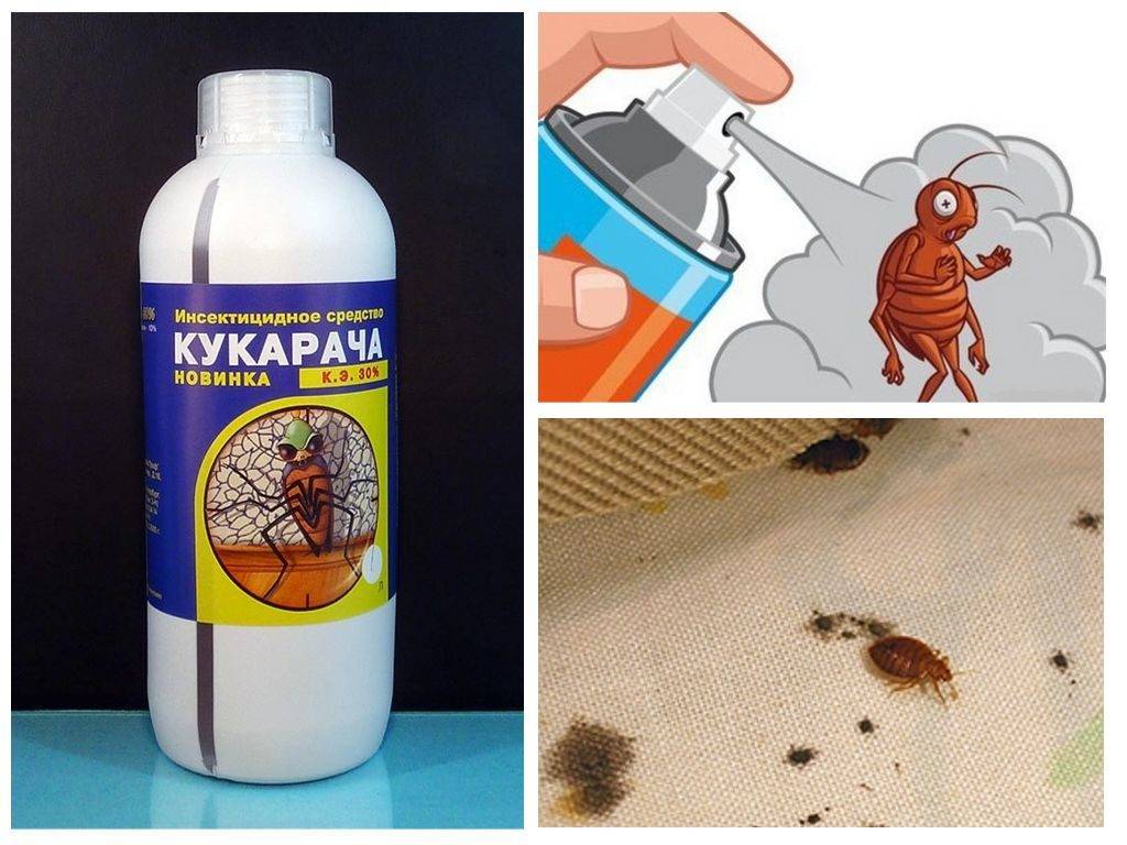 Чем пахнут клопы: особенности физиологии насекомого, как избавиться от запаха в квартире