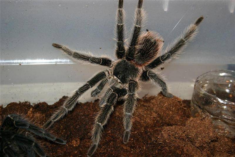 Факты об удивительных существах — пауках