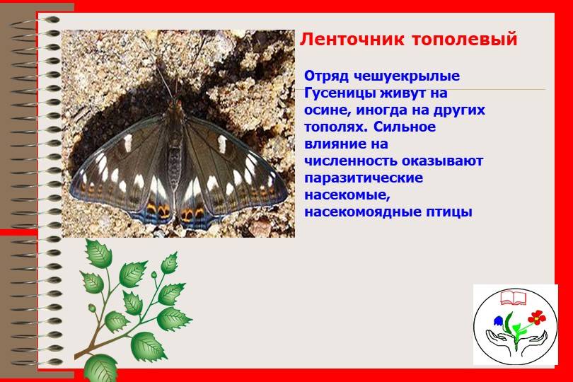 Описание и фото гусеницы и бабочки тутового шелкопряда