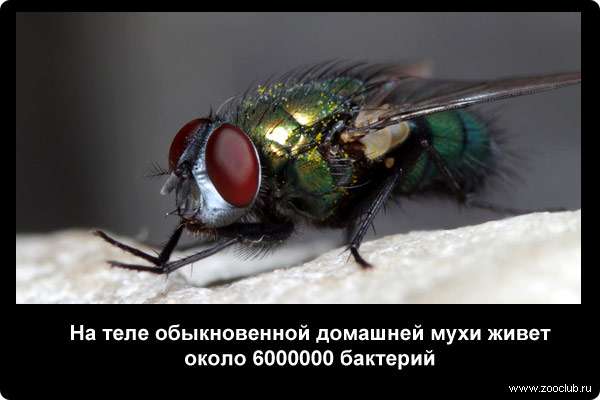 Сколько живут мухи. диапазон продолжительности их жизни