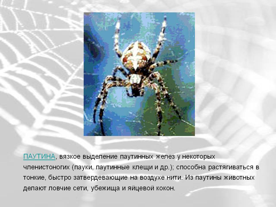 Интересные факты о пауках, строение тела, среда обитания, виды, питание, размножение