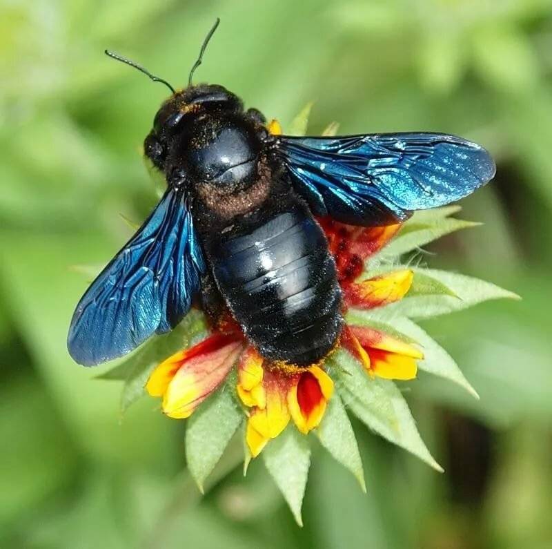 Пчела плотник (черный шмель) с синими крыльями, особенности вида