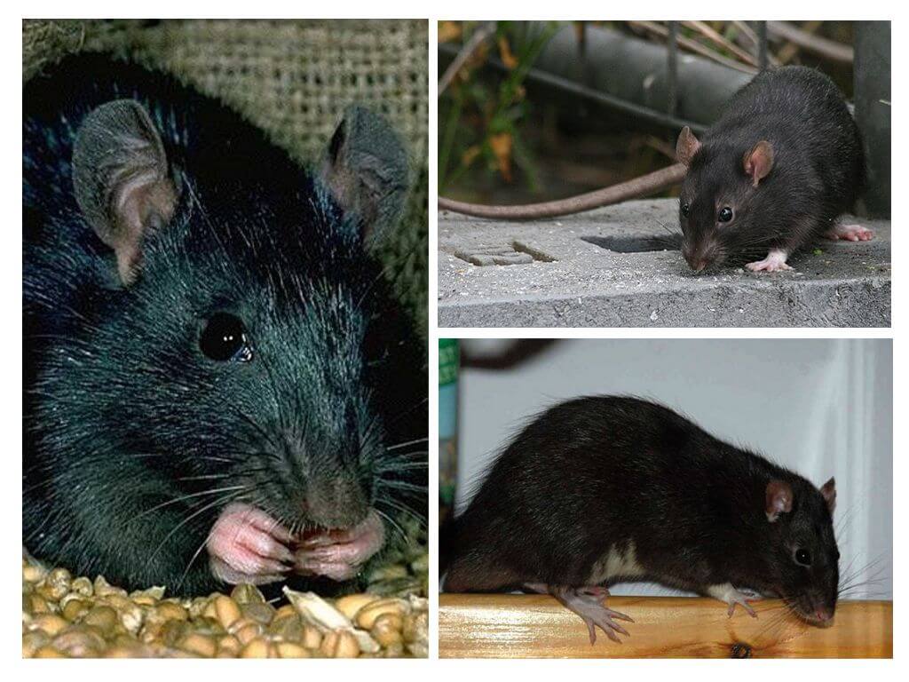 Черная крыса: описание и интересные факты о жизни грызуна (обновлено)