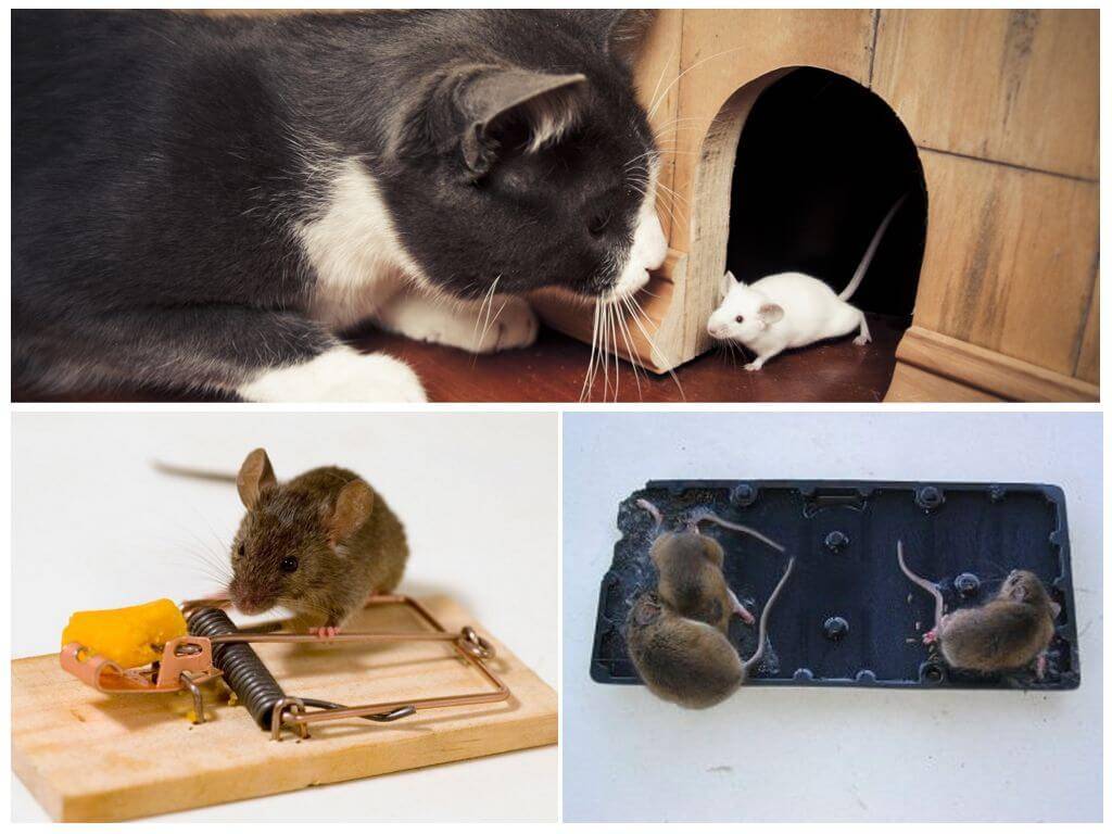 Как избавиться от мышей в погребе и подвале 2021