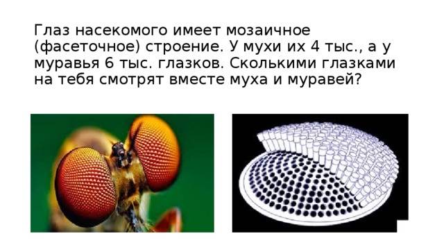 Сколько кадров в секунду видит муха и сколько у неё глаз