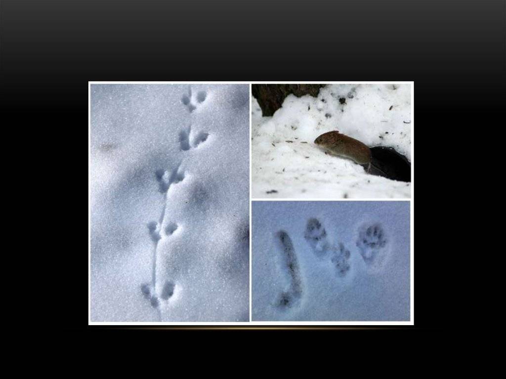 Следы животных и птиц на снегу – схемы с названиями