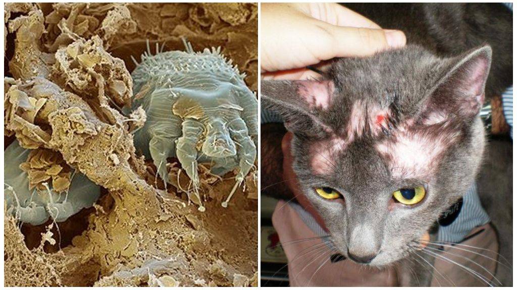 Болезнь кошачьих царапин (фелиноз) | eurolab | инфекционные болезни