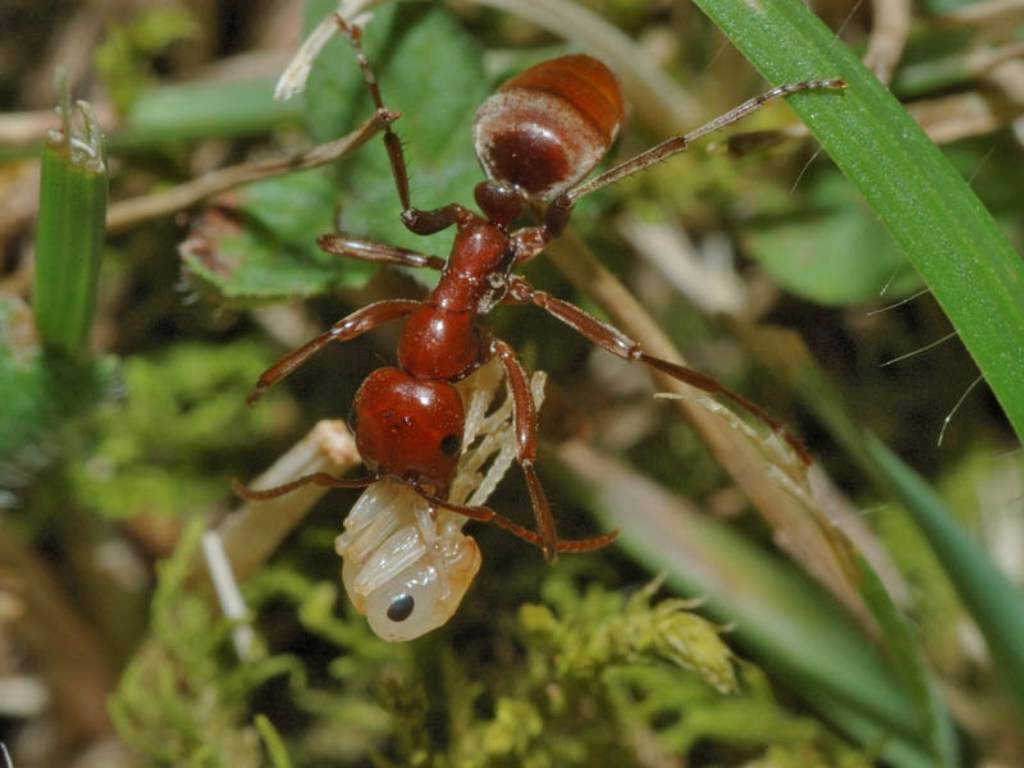 Муравьед животное. описание, особенности, виды, образ жизни и среда обитания муравьеда