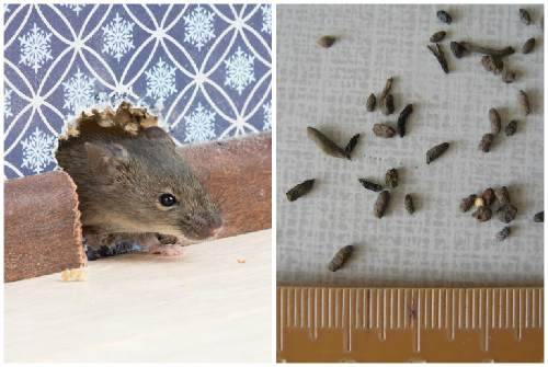 Как избавиться от крыс и мышей в курятнике - способы и советы