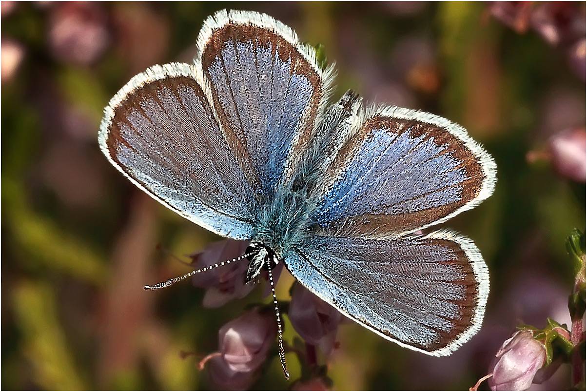 Бабочка голубянка: фото и разнообразие видов