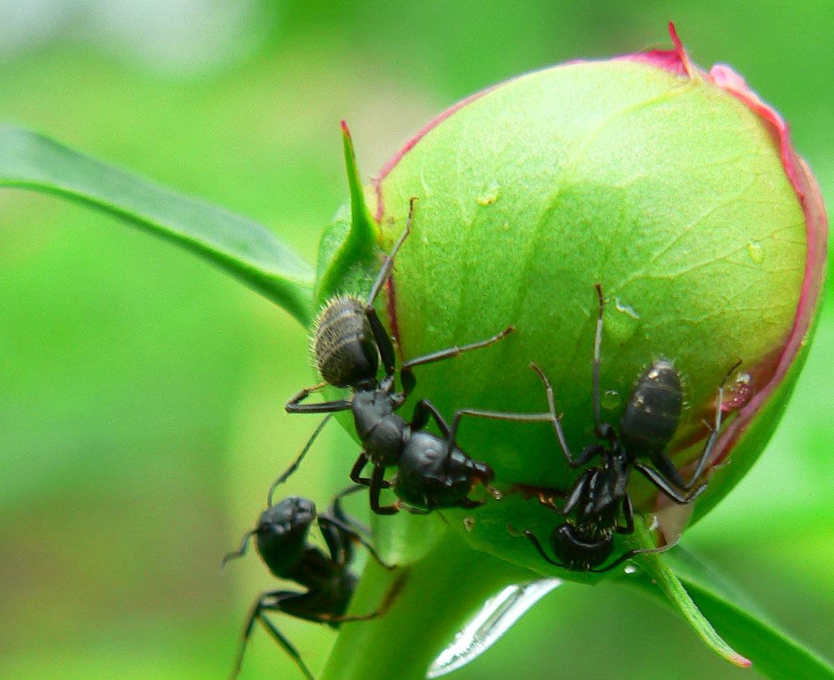 Избавляем пионы от нашествия муравьев