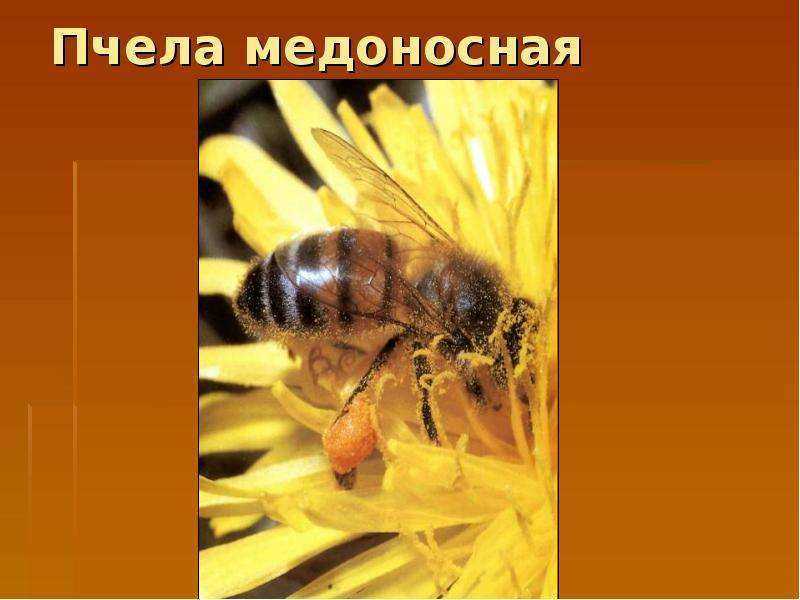 Особенности медоносных пород пчел