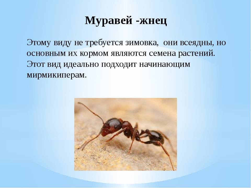 Значение муравьев в природе: польза, вред и лечение